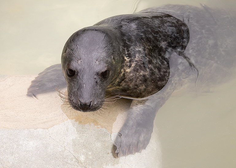Wally, rescued seal pup