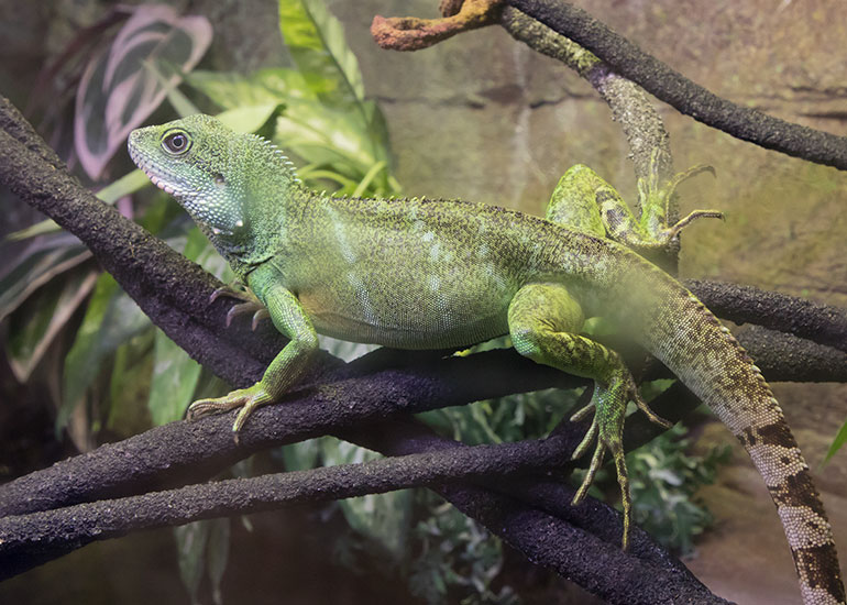 Chinese Water Dragon