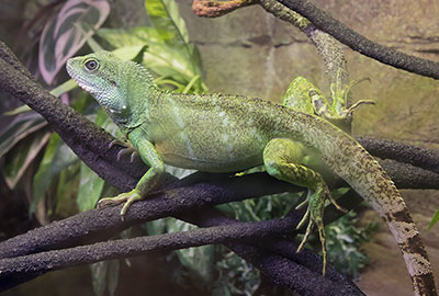 Chinese Water Dragon