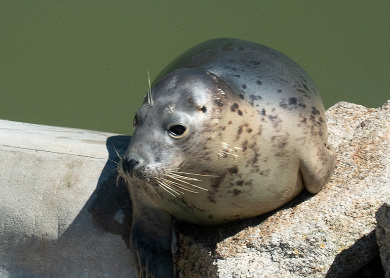 Whitney Houston, rescued seal pup