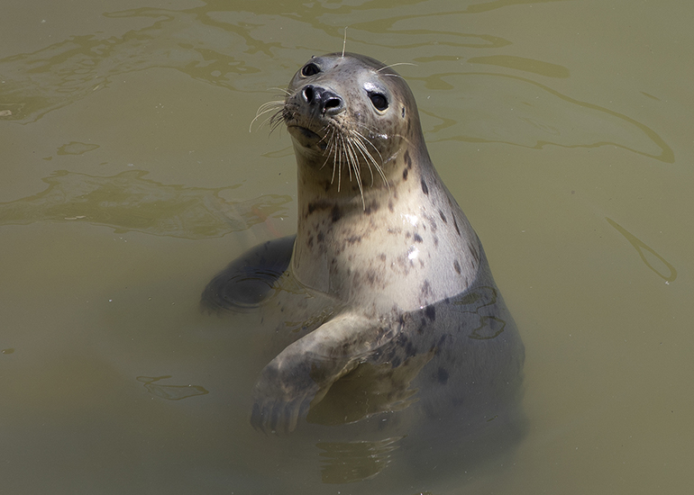 Whitney Houston, rescued seal pup