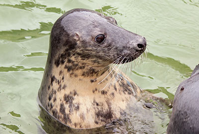 Willow in December 2015