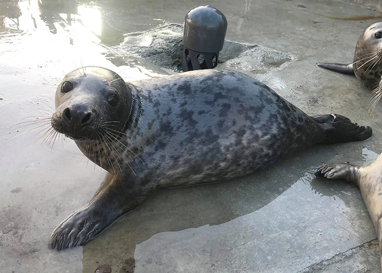 Willy Wonka, rescued seal pup
