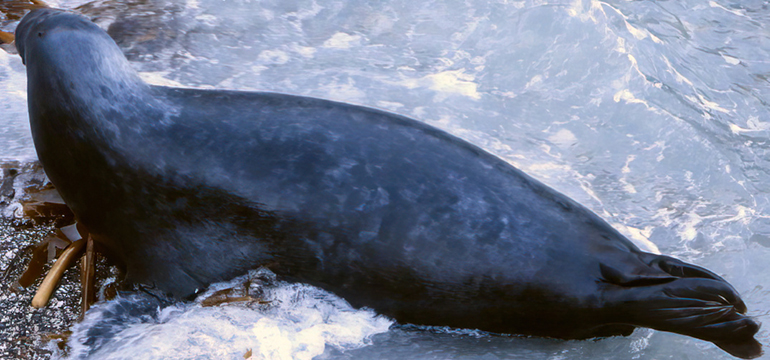 Wonder Woman - Photo credit - Sue Sayer MBE - Cornwall Seal Group Research Trust Rsearch Trust - 2nd January 2023