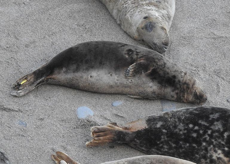 Wonder Woman - Photo credit - Sue Sayer of the Cornwall Seal Group Research Trust Rsearch Trust - 28th December 2017