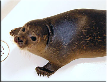 Wonderwoman in Calais