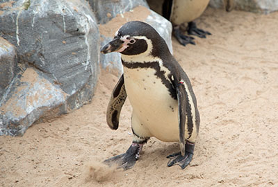 World Penguin Day - 25th April