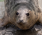Zimt