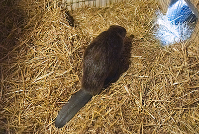 Beavers - Steve and Terri - 13th October 2026