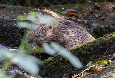 Beavers - Steve and Terri - 13th October 2026