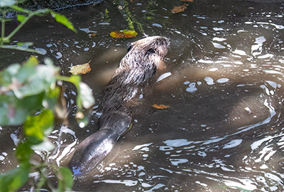 Beavers - Steve and Terri - 13th October 2026