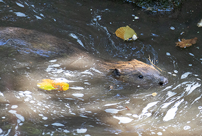 Beavers - Steve and Terri - 13th October 2026