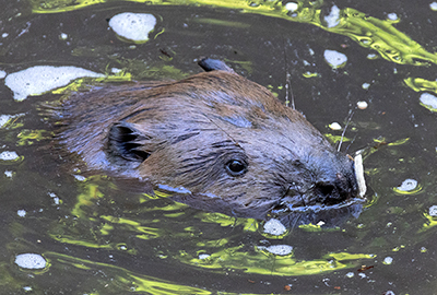 Beavers - Steve and Terri - 13th October 2026