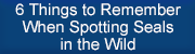 6 Things to Remember When Spotting Seals in the Wild