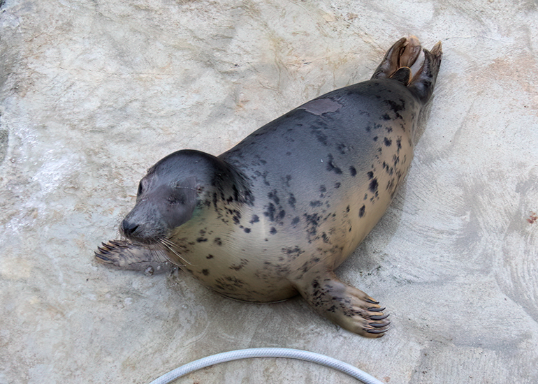Abeona
