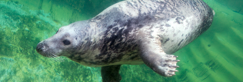 Adult female Grey Seal