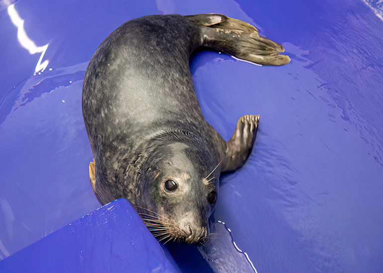 Angus - 10th December 2025 in the seal hospital