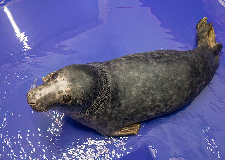 Angus - 10th December 2025 in the seal hospital