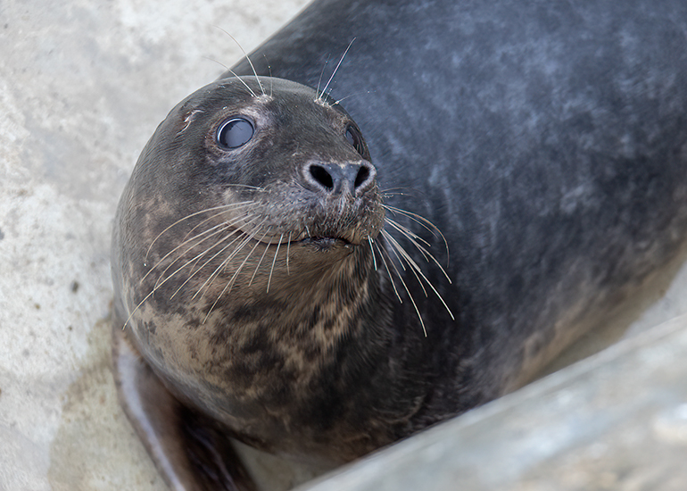 Angus - 14th January 2026 in rehab pool