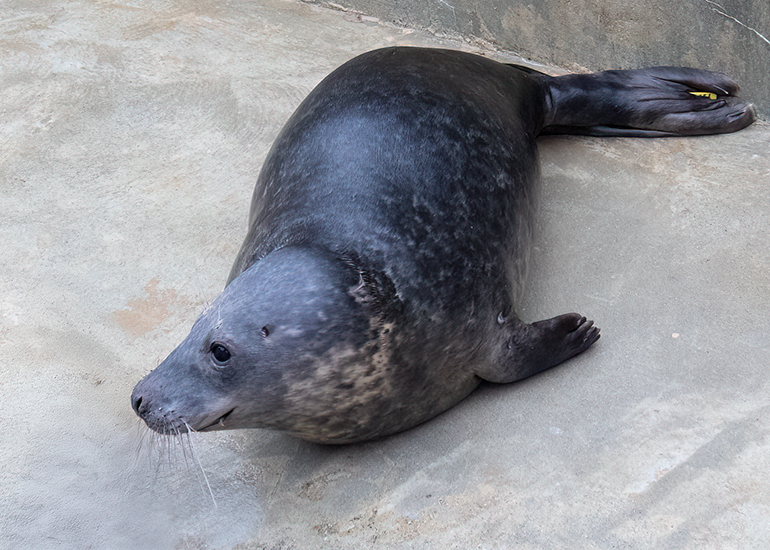 Angus - 26th December 2025 in rehab pool