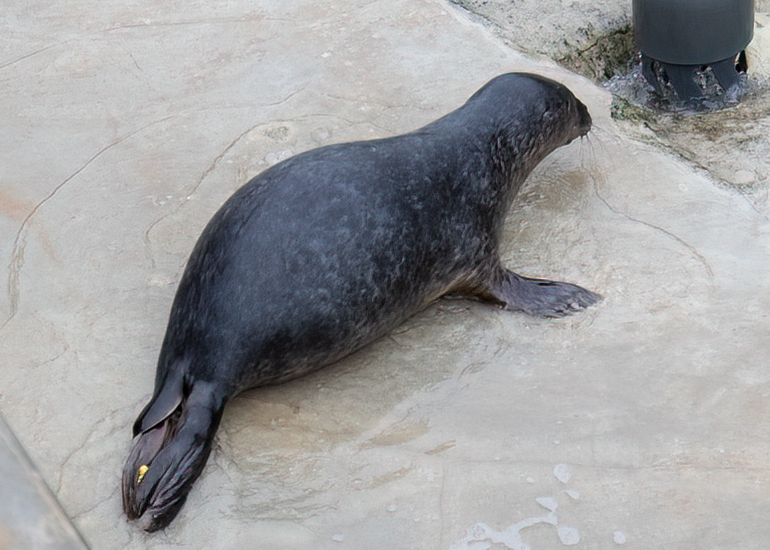 Angus - 26th December 2025 in rehab pool