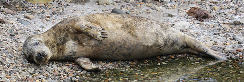 Annie at Scarborough Sea Life Sanctuary