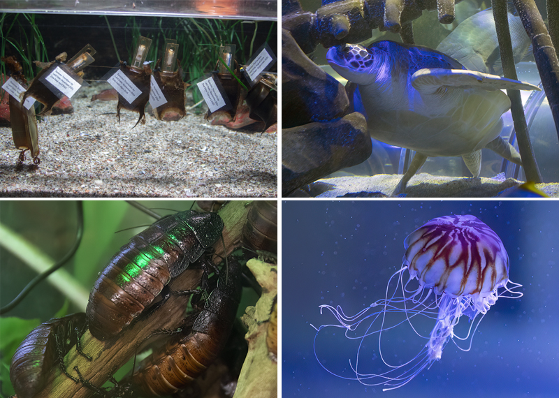 Aquarium