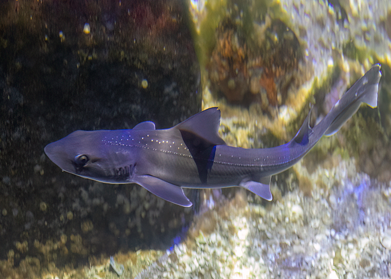 Hunstanton Sea Life - Aquarium