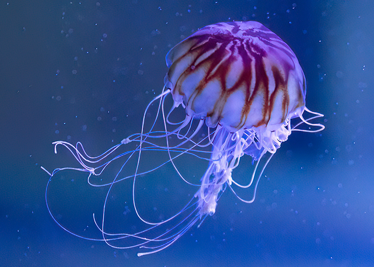 Hunstanton Sea Life - Aquarium
