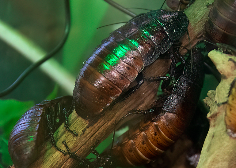 Madagascar Hissing Cockroach