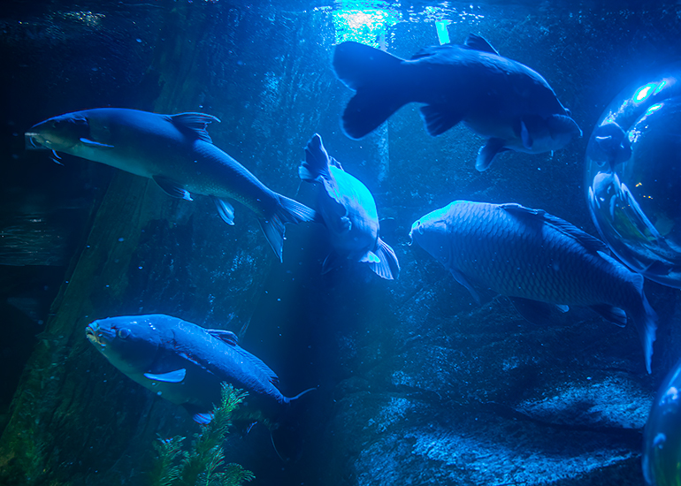 Hunstanton Sea Life - Aquarium