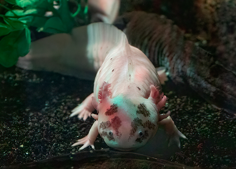 Axolotls