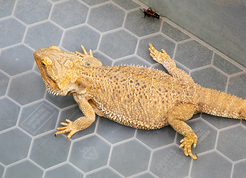 Beard Dragon