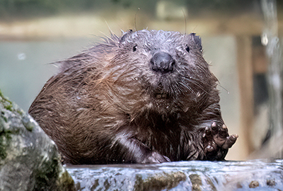 Beavers
