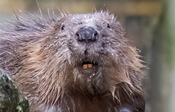 Why do Beavers have Orange Teeth