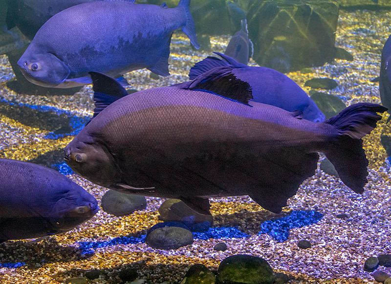 Black Pacu
