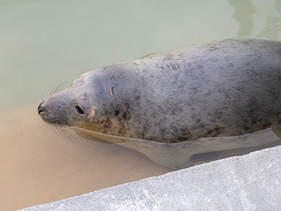 Blueberry Shortcake - 2nd January 2026