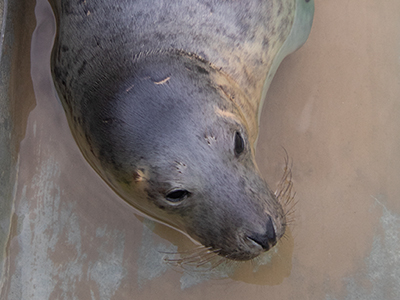 Blueberry Shortcake - 2nd January 2026