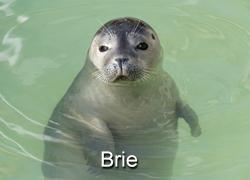 Brie