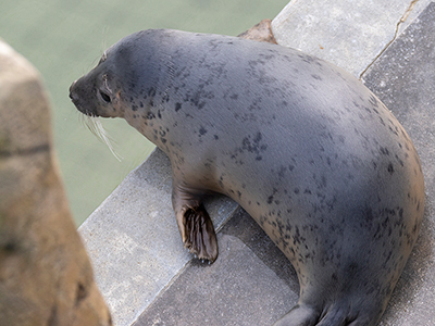 Brownie - 1st January 2026