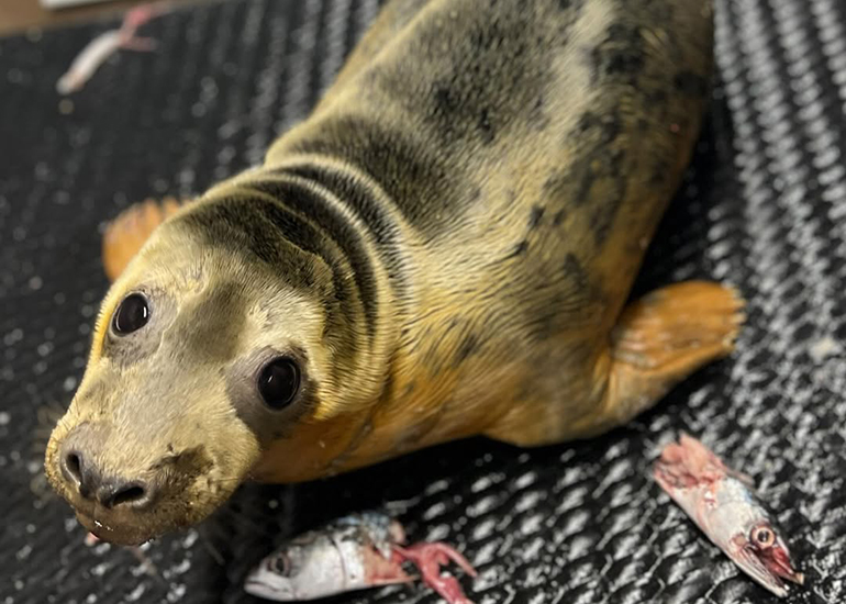 Photo Credit - BDMLR Seal Hospital