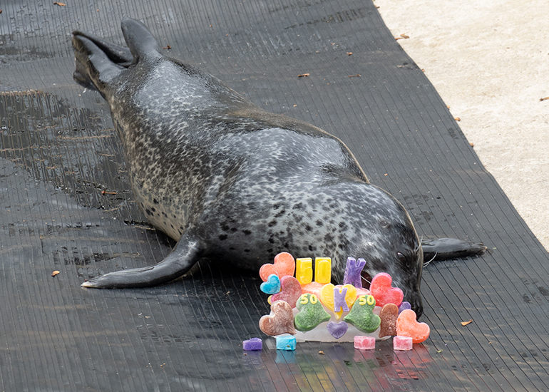 Common Seals