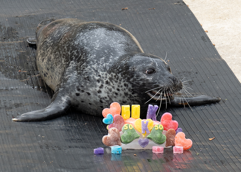 Common Seals