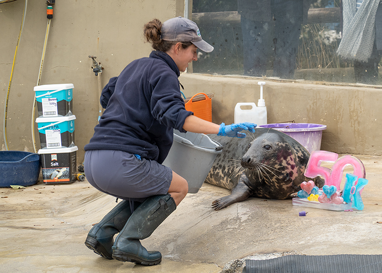 Common Seals