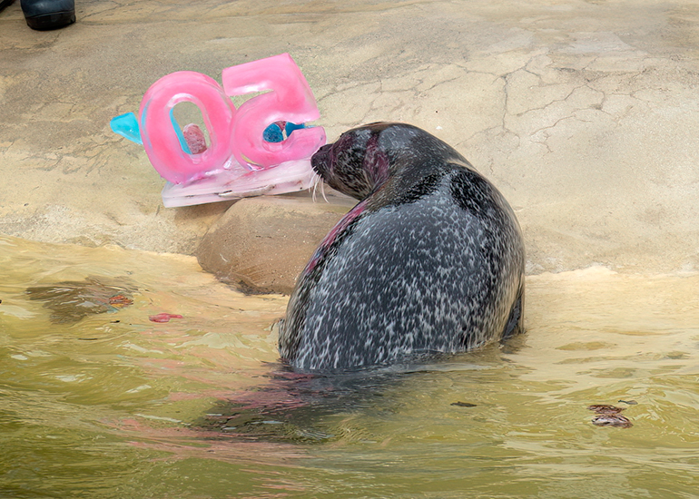 Common Seals