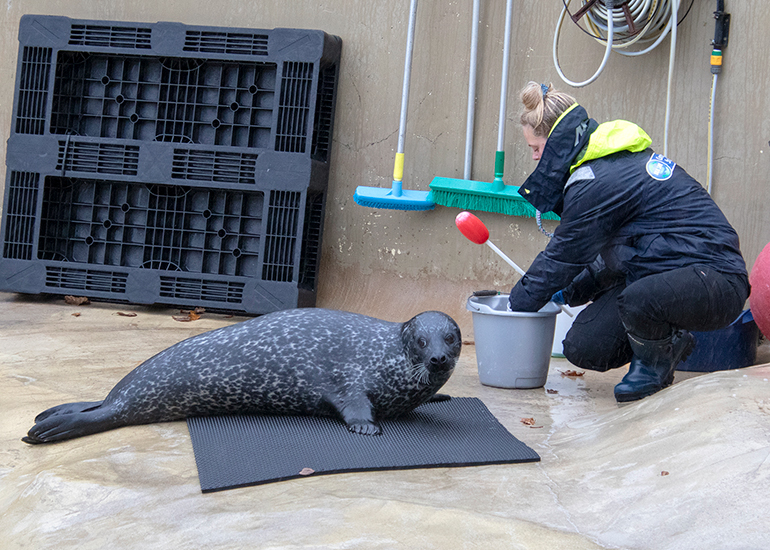 Resident Seals