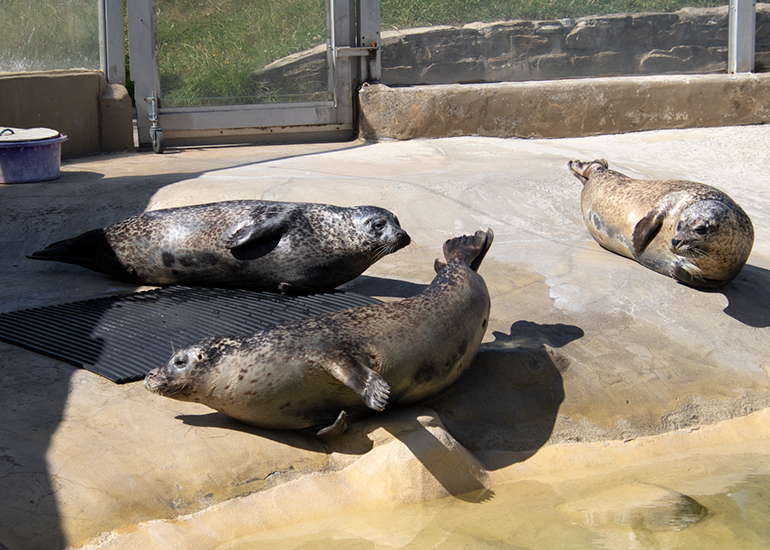 Common Seals