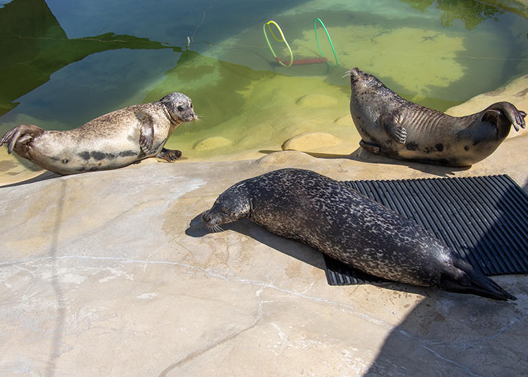 Common Seals