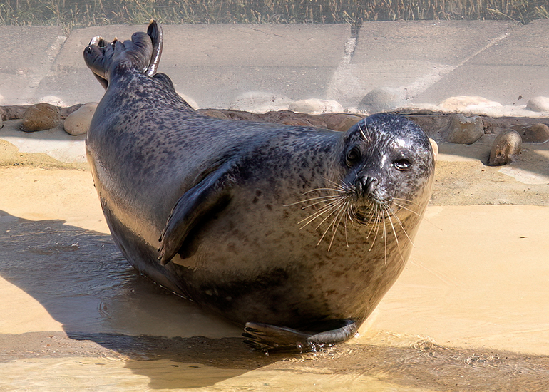Common Seals