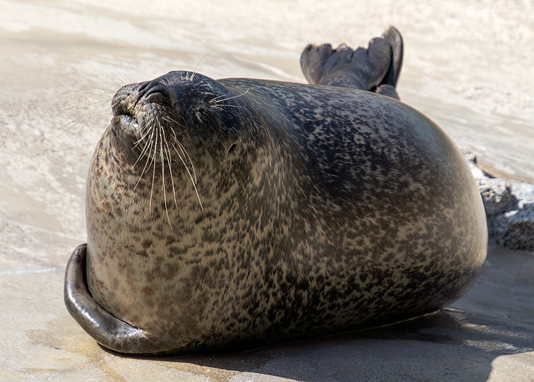 Common Seals